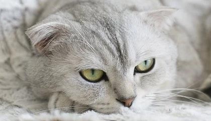 KaiyunAPP-快艇升级指望伊巴卡！小卡联手冠军帮手更轻松？